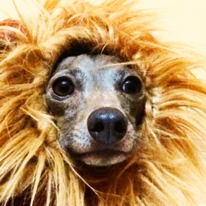 ライオンになりたい