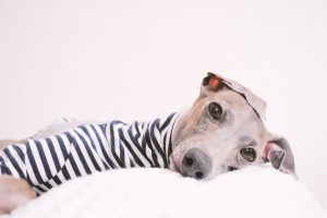 ごろーん、ひまだよ