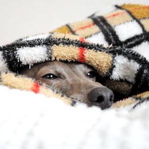 眠たい雨の月曜日②