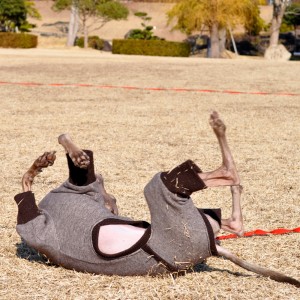 自由なことが楽しい
