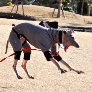 自由なことが楽しい