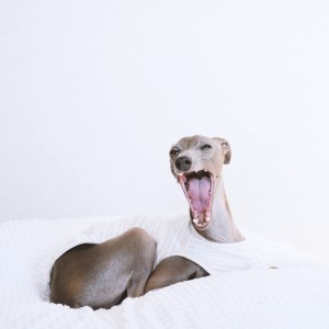 おーい！おれのめし