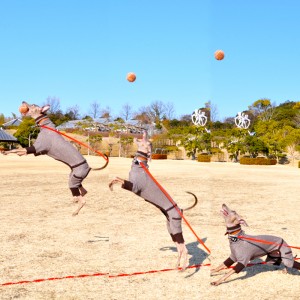自由なことが楽しい