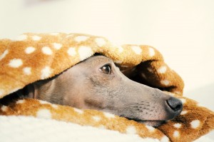 あそんだら、ねる。