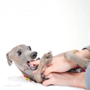 チョコレートの味。