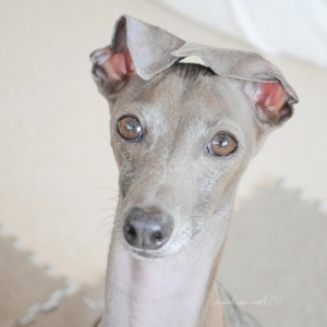 ぼくのおもちゃどこ