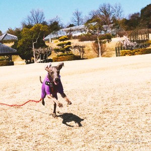 るんるん。ガブッ！