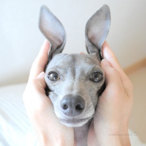 なんでしょうこれは