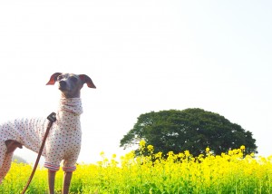 これたべれるの？？