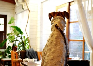 だれかきたみたい？