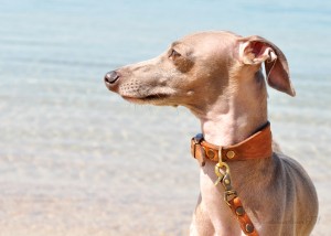 きもちいいてんき。