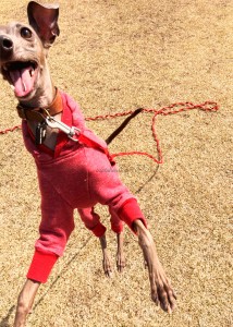 ぴょーんとぴょん吉