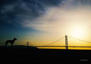 明石海峡大橋と僕。｜イタグレ