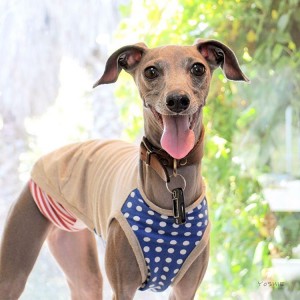 ご機嫌なＢ！だっぺ