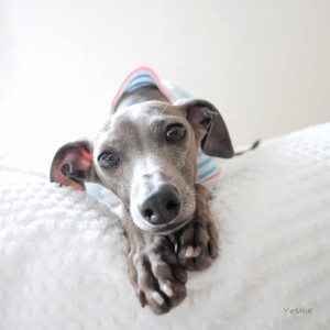 ボクお行儀いい？？