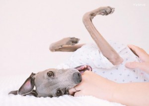 あまえんぼーの♡♡-イタグレ