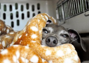 とある雨の日のＢ！-イタグレ