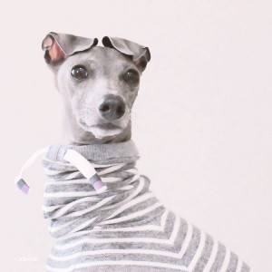 イタグレの喜怒哀楽｜私が階段降りると？