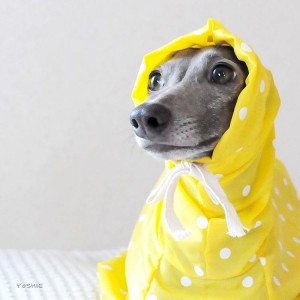 ボクびしょ濡れ。。