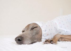 添い寝したいぃぃzz-イタグレ