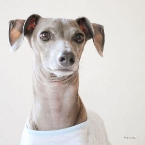 首がかなり長いよ！