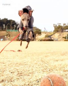 うさぎさんのように
