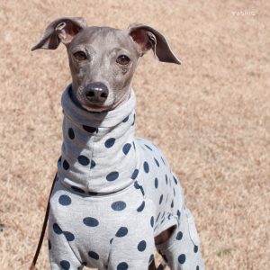 こんにちワン?☀☀