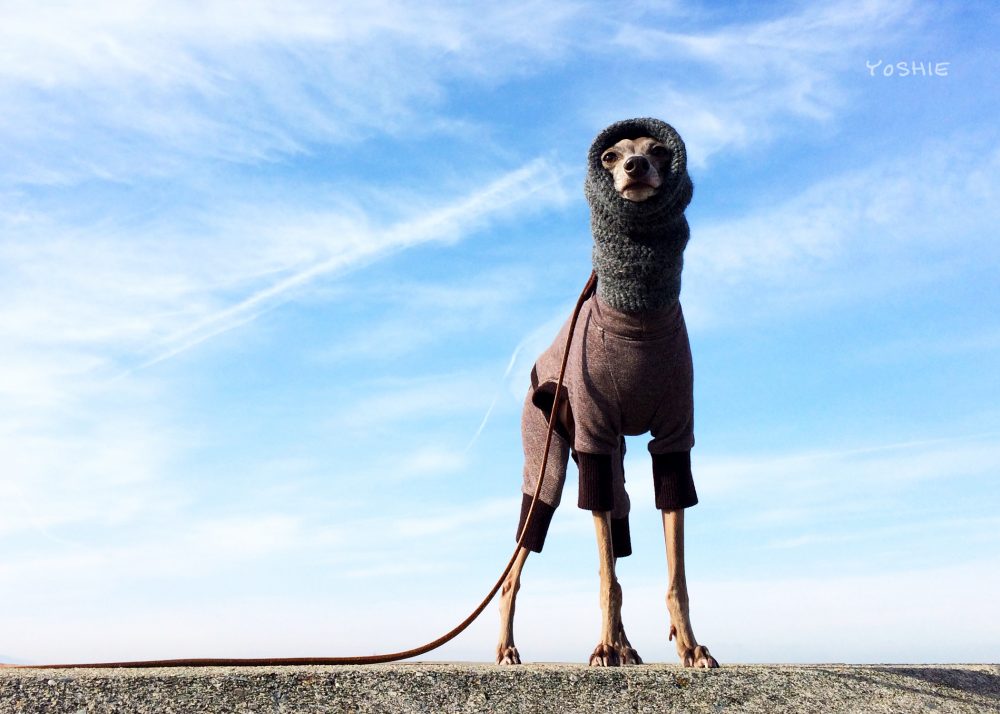 今日は風が穏やか?