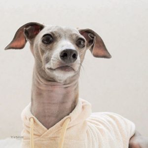 おやつたべたい?