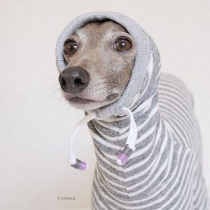 おさんぽにいく！