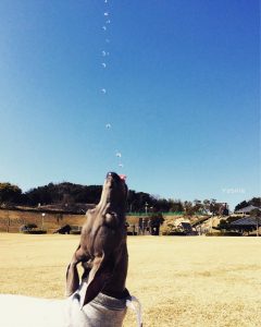 ボクノトクイワザ