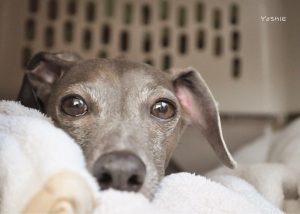 いっぱい遊んだ。