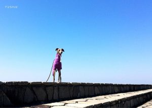 海辺の公園を散歩