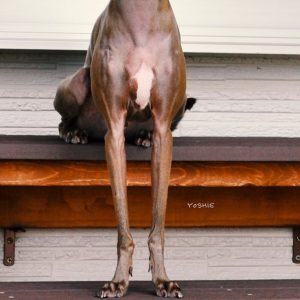 毎日１時間の散歩