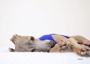 ハラヘッタ。。。