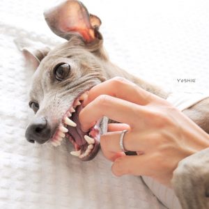 ヤンチャ甘えた?