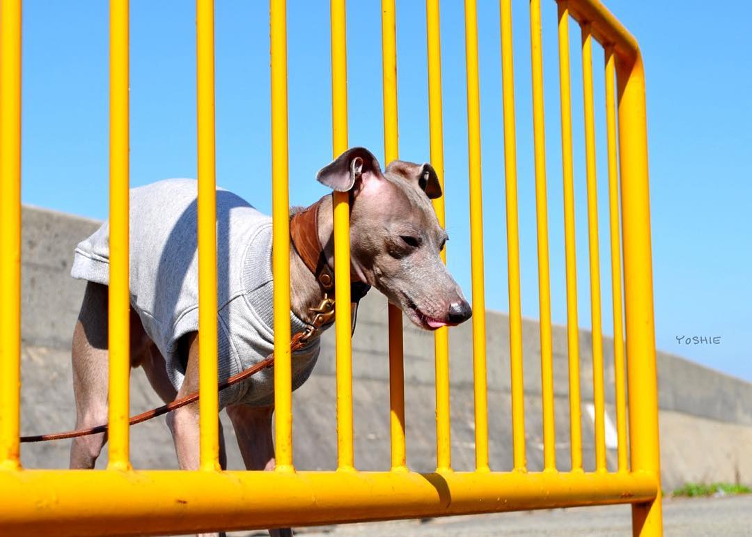 ピンチはピンチ！