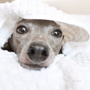 白い毛が増えた。