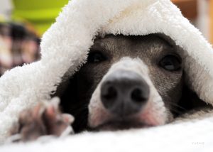 ボクハネルノダ。