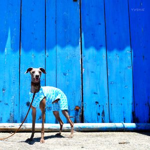 夏は暑いのだ！！