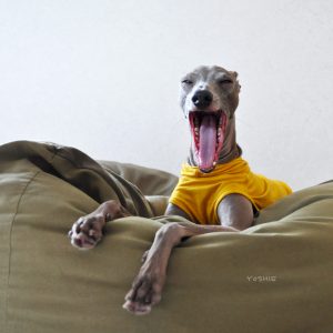 おじさんが叫ぶ！