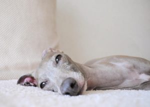 いっぱい寝たよ！