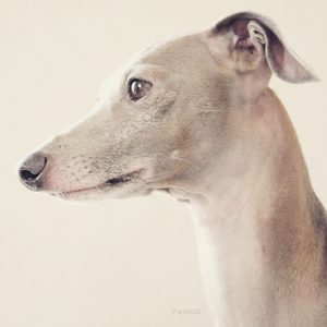 白い毛が増えた！