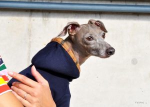 自由な犬が急接近