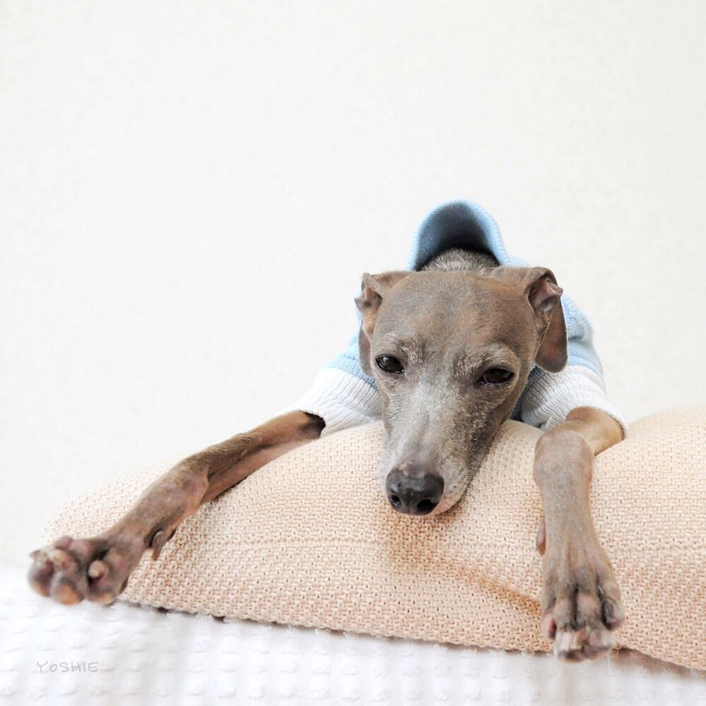 雨なのだあ〜〜。