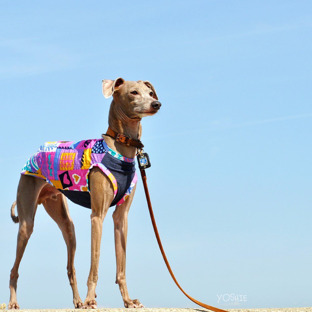 いい天気の日は
