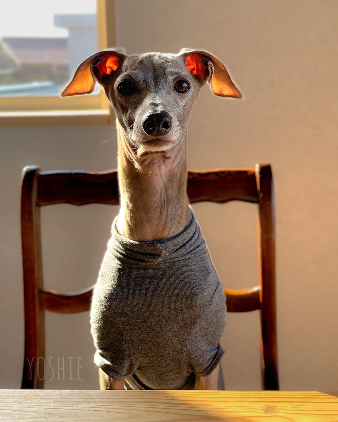 うちの椅子に。