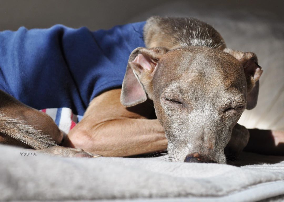 お昼寝が大好きなイタグレBuono!今日も暖かな日差しを浴びて寝てます-イタグレ服とBuono!の暮らし | Italian Greyhound Buono!