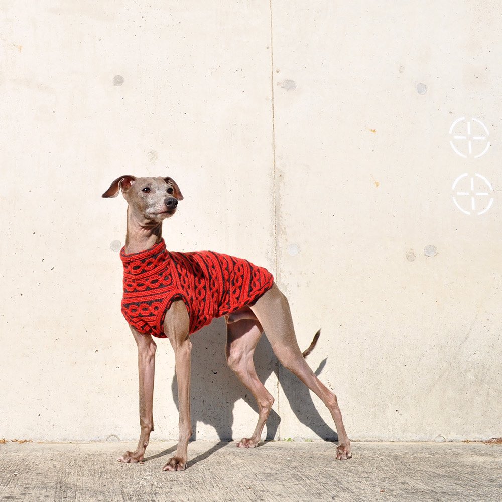 イタグレにシンプルで大人な印象のお洋服を選んでみました-イタグレ服とBuono!の暮らし | Italian Greyhound Buono!