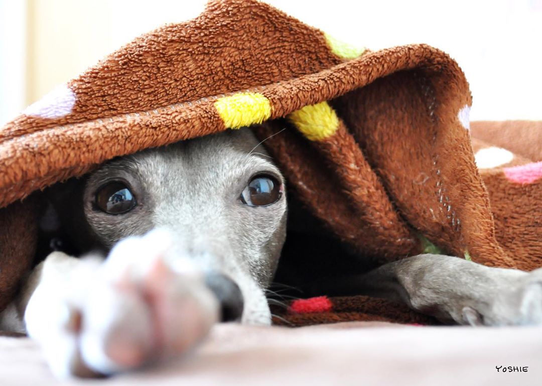 おきたよ・・。-イタグレ服とBuono!の暮らし | Italian Greyhound Buono!
